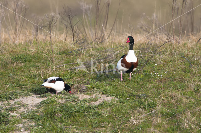 Bergeend (Tadorna tadorna)