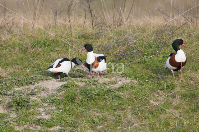 Shelduck (Tadorna tadorna)