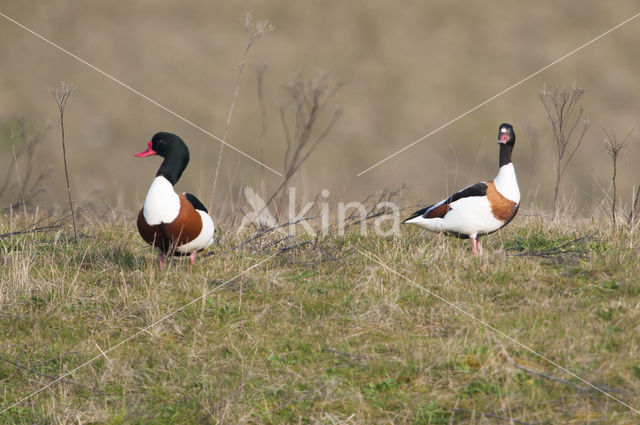 Bergeend (Tadorna tadorna)