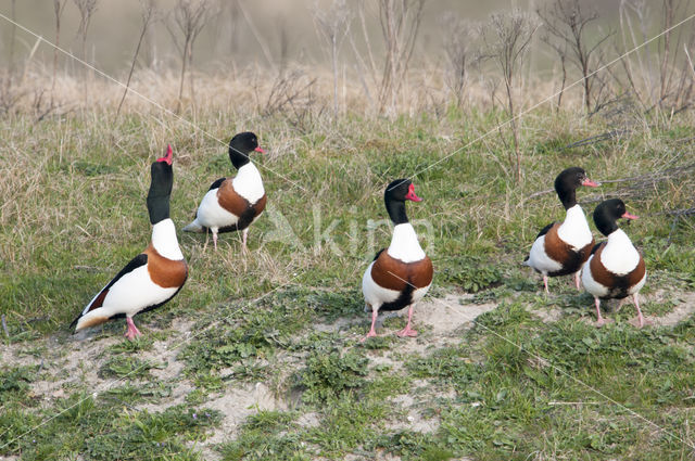 Shelduck (Tadorna tadorna)