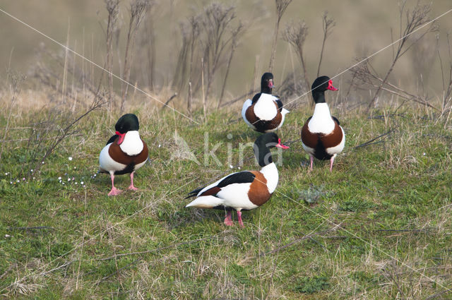 Bergeend (Tadorna tadorna)