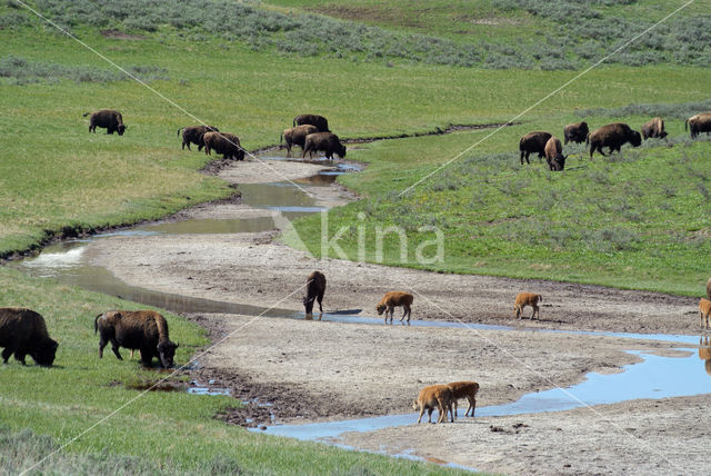 Yellowstone National Park