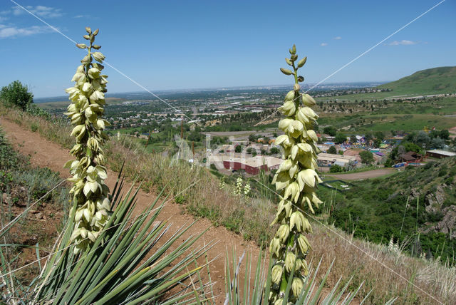 Yucca