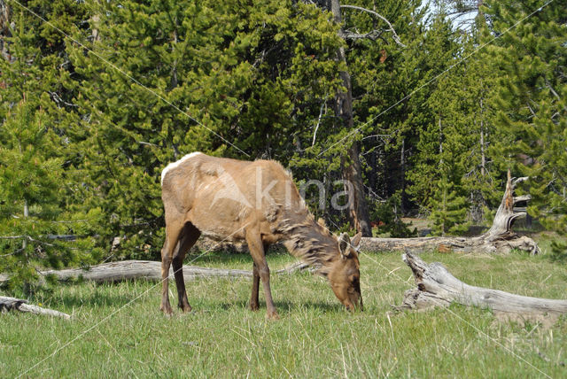 Yellowstone national park