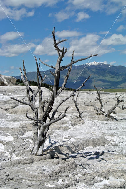 Yellowstone national park