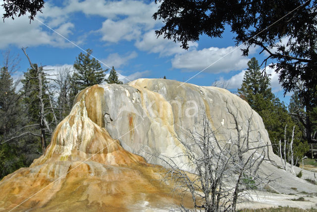 Yellowstone national park