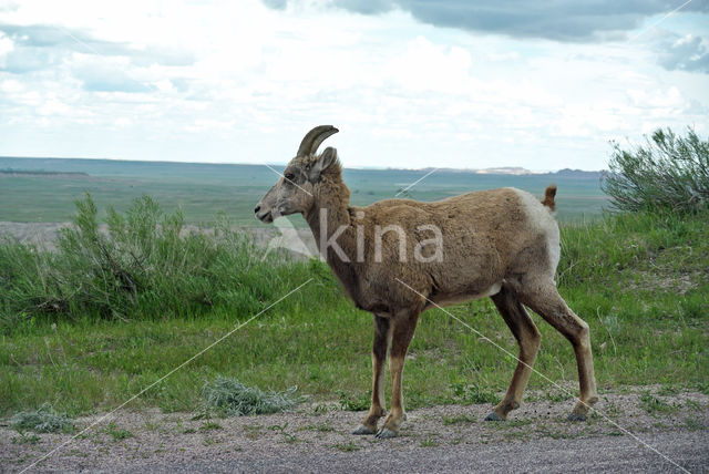 Dikhoornschaap (Ovis canadensis)