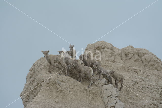 Bighorn Sheep (Ovis canadensis)