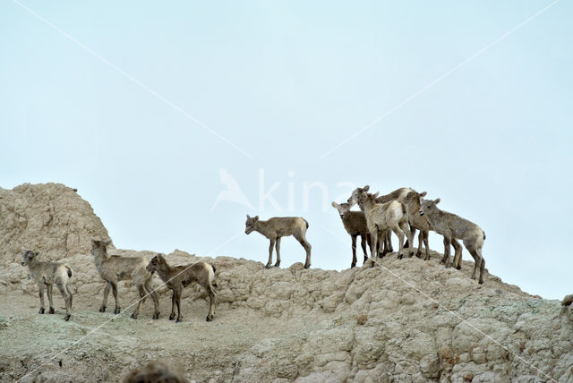 Bighorn Sheep (Ovis canadensis)