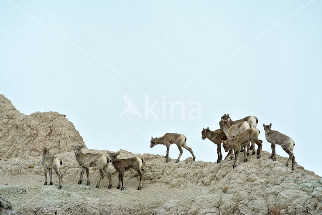 Bighorn Sheep (Ovis canadensis)