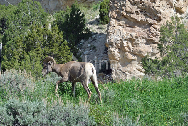 Dikhoornschaap (Ovis canadensis)