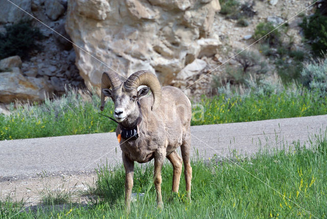 Dikhoornschaap (Ovis canadensis)