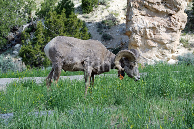 Dikhoornschaap (Ovis canadensis)