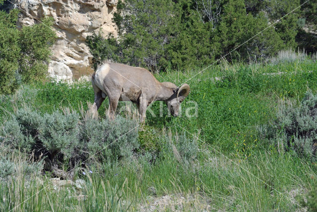 Bighorn Sheep (Ovis canadensis)