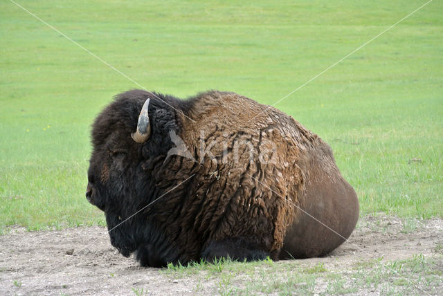 Buffalo (Bison bison)