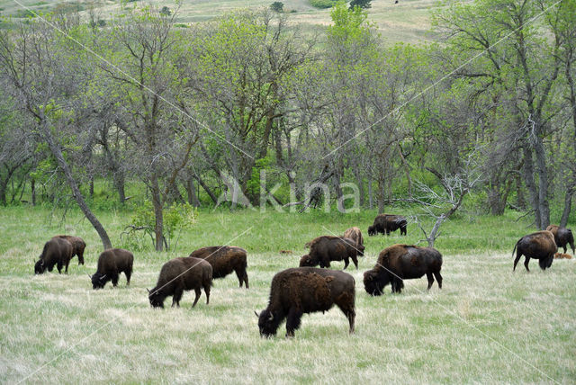 Bizon (Bison bison)