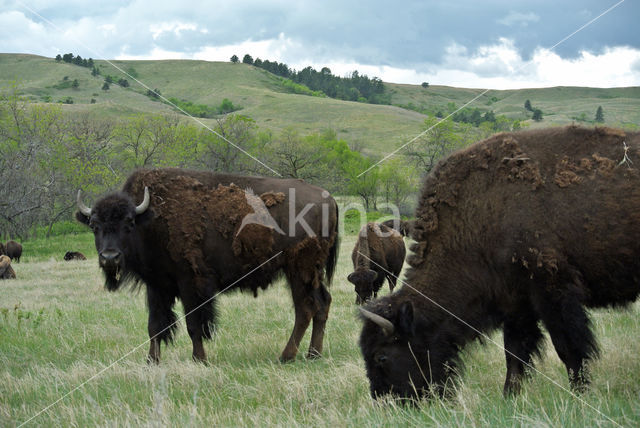 Buffalo (Bison bison)