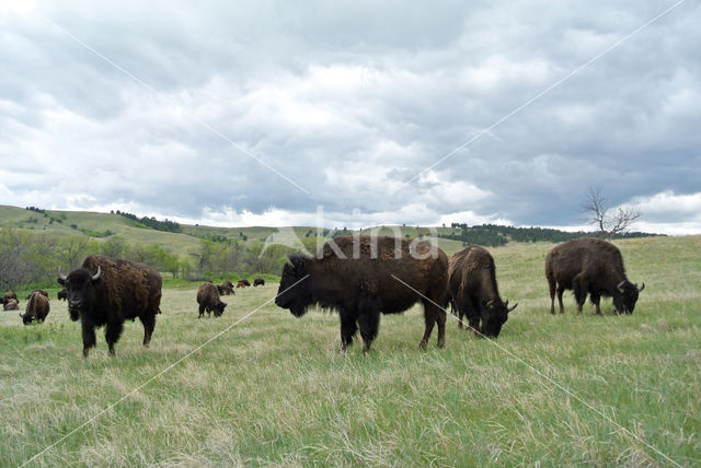 Bizon (Bison bison)