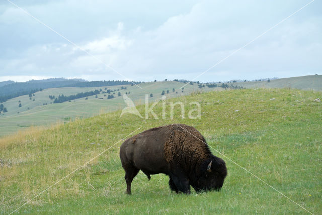 Bizon (Bison bison)