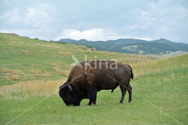 Buffalo (Bison bison)