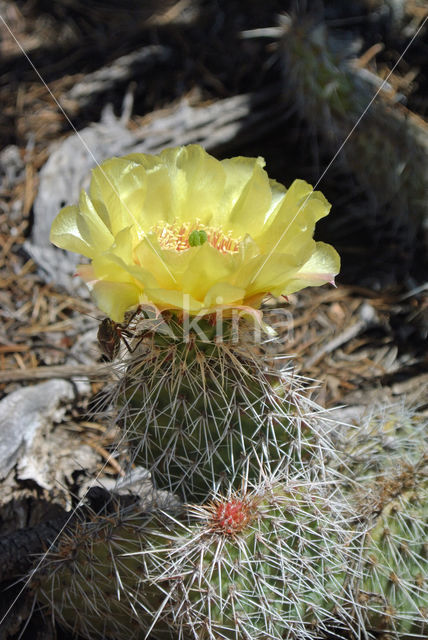 Cactus (Opuntia spec)