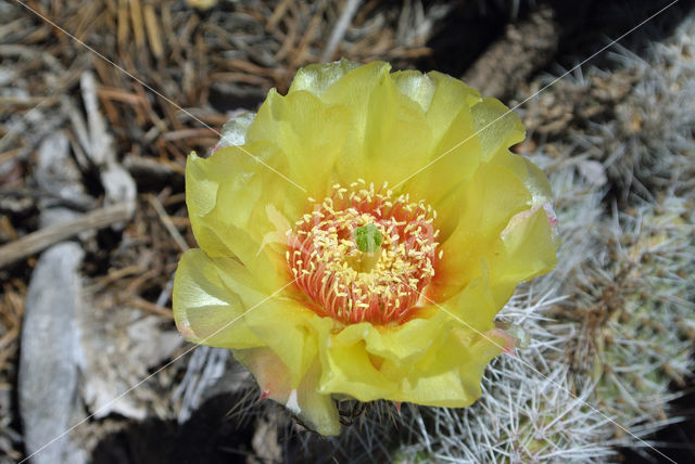 Cactus (Opuntia spec)