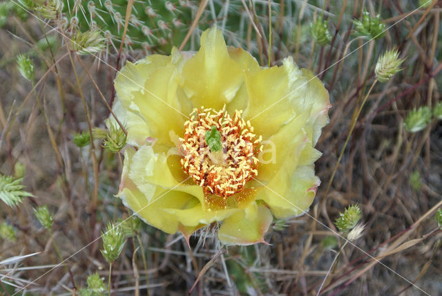 Cactus (Opuntia spec)