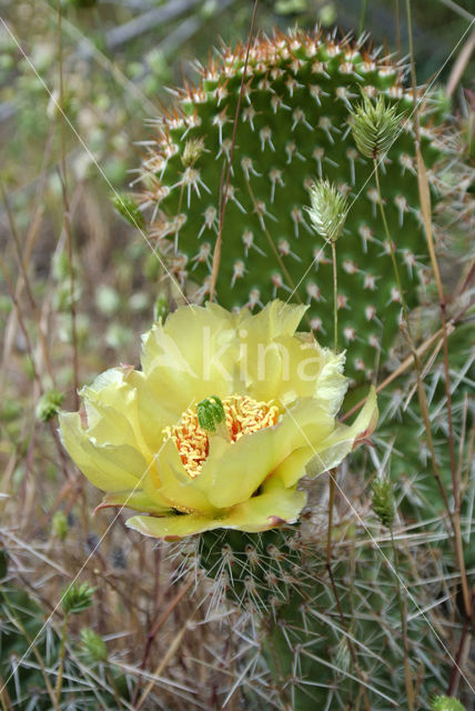 pricklypear (Opuntia spec)