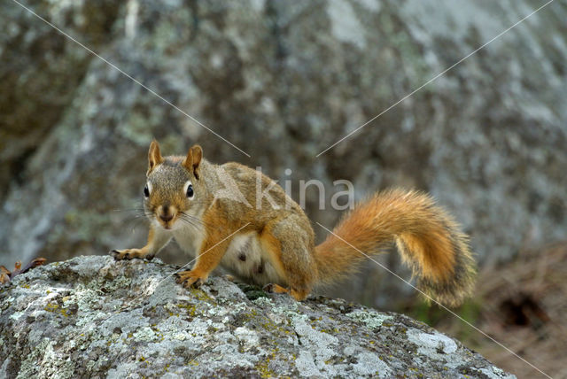 Red Squirrel (Sciurus vulgaris)