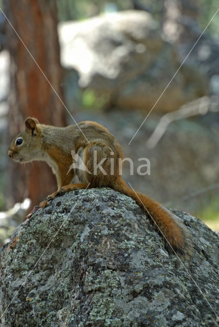 Red Squirrel (Sciurus vulgaris)