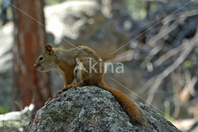 Red Squirrel (Sciurus vulgaris)