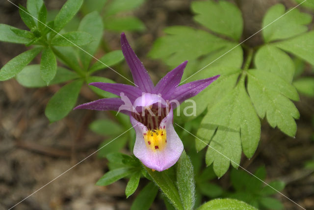 Calypso bulbosa var americana