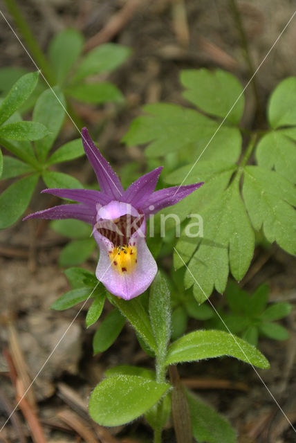 Calypso bulbosa var americana