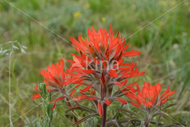 coast Indian paintbrush (Castilleja affinis)