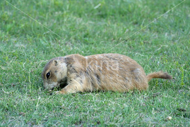 Prairiehond (Cynomys spec)