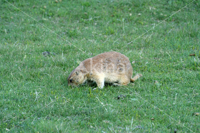 Prairiehond (Cynomys spec)