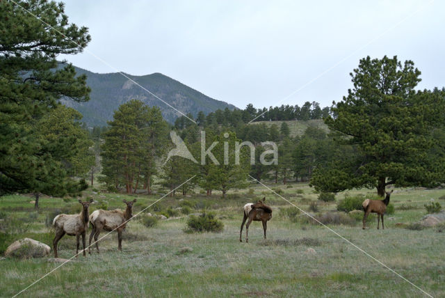 Elk (Cervus canadensis)