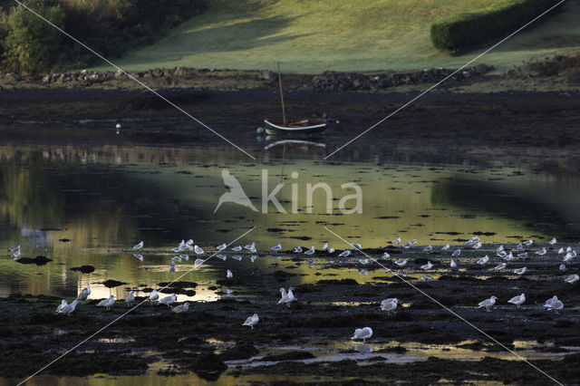 Herring Gull (Larus argentatus)