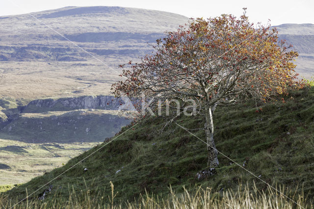 Moutain Ash (Sorbus)