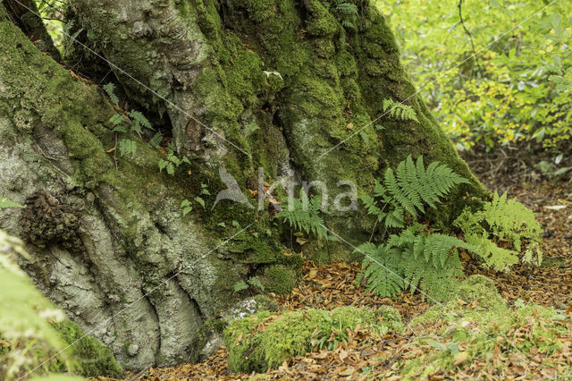 Eikvaren spec. (Polypodium spec.)