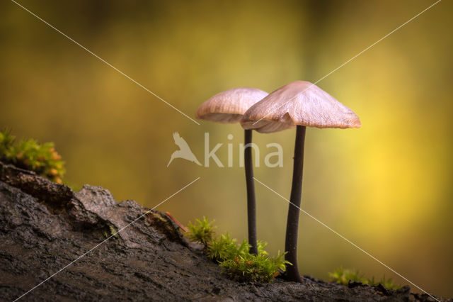 Snapping Bonnet (Mycena vitilis)