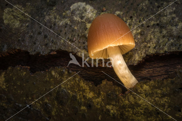 Burgundydrop bonnet (Mycena haematopus)