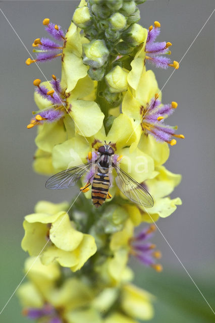 Marmelade Fly (Episyrphus balteatus)