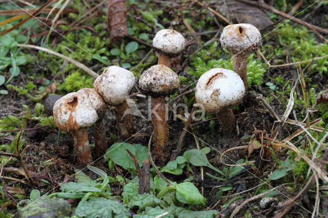 Ruwstelige stuifbal (Tulostoma fimbriatum)