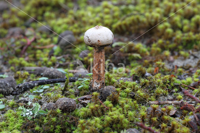 Ruwstelige stuifbal (Tulostoma fimbriatum)