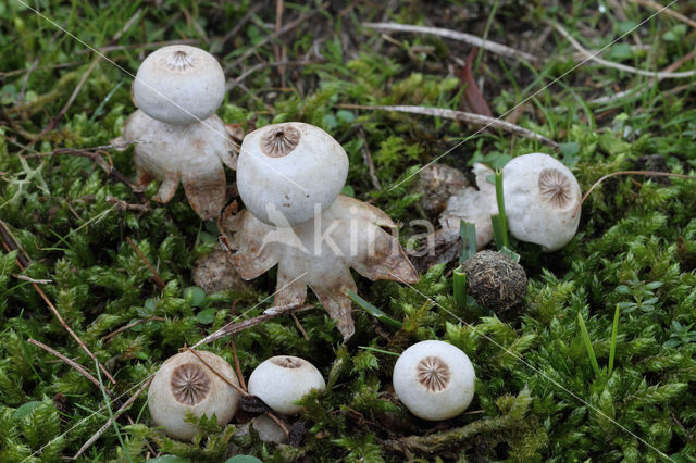 Geastrum schmidelii