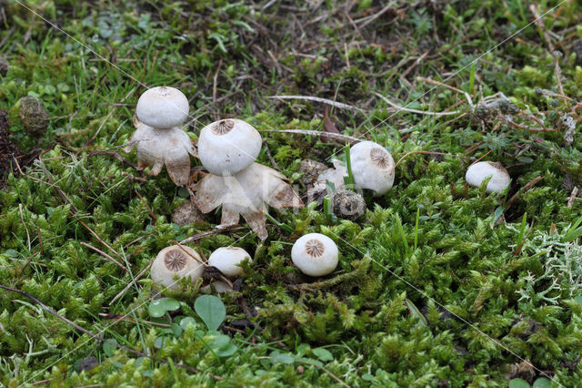 Geastrum schmidelii