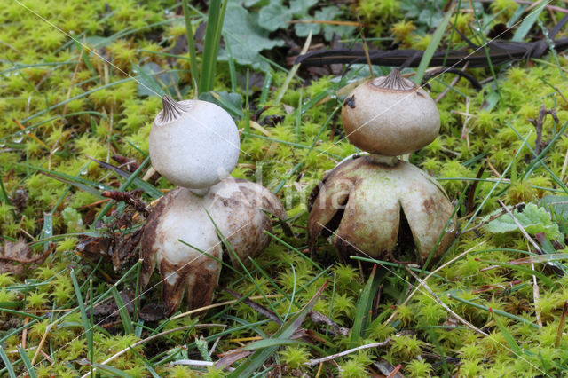 Heideaardster (Geastrum schmidelii)