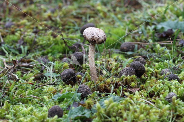 Gesteelde stuifbal (Tulostoma brumale)