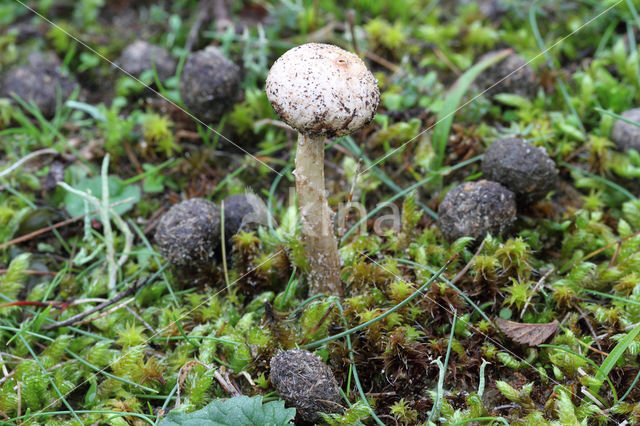 Gesteelde stuifbal (Tulostoma brumale)